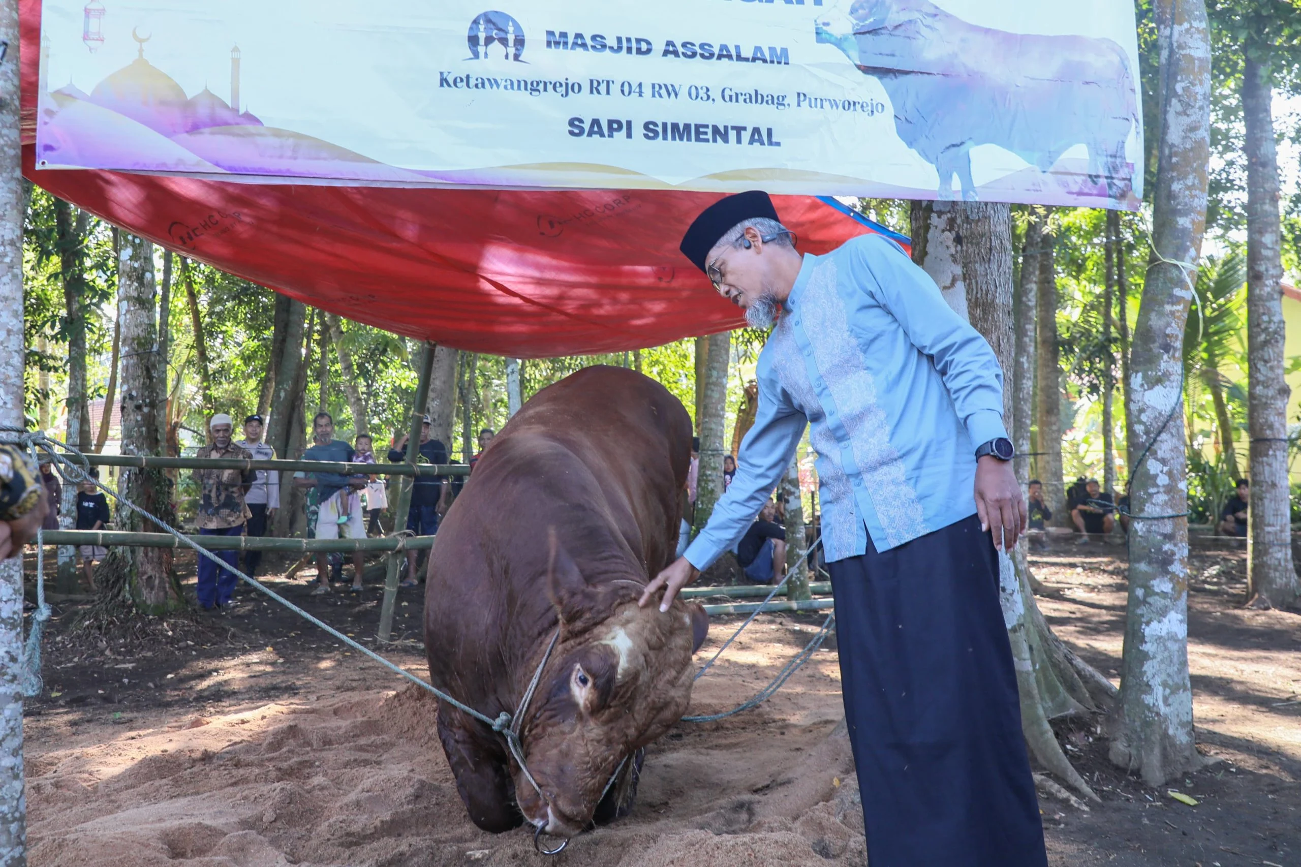 Bupati Jaya Monong Serahkan 6 Sapi Qurban Tewah, Dukungan Pemerintah Tingkat Provinsi & Nasional Terpadu