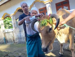 Diberi Makan hingga Disikat, Ini Cara Mahasiswa UMS Tenangkan Sapi Kurban Sebelum Menyembelih – Kisah Ibadah Penuh Ihsan