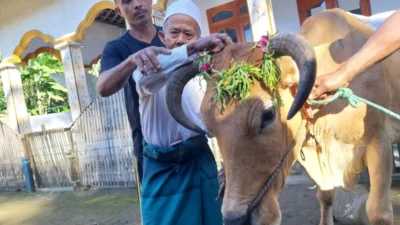 Diberi Makan hingga Disikat, Ini Cara Mahasiswa UMS Tenangkan Sapi Kurban Sebelum Menyembelih - Kisah Ibadah Penuh Ihsan