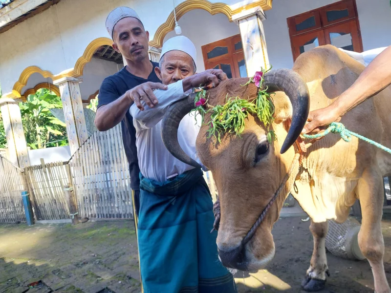 Diberi Makan hingga Disikat, Ini Cara Mahasiswa UMS Tenangkan Sapi Kurban Sebelum Menyembelih - Kisah Ibadah Penuh Ihsan