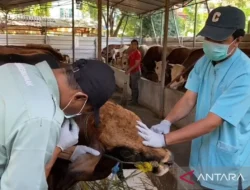 Dinas KPKP DKI Temukan Hewan Kurban Sakit karena Perjalanan Jauh ke Jakarta, Pastikan Kesehatan Hewan Sebelum Idul Adha