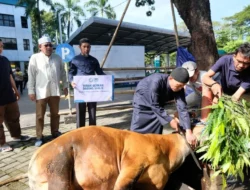 DLH Sulteng Salurkan Daging Kurban untuk Pemulung dan Kaum Dhuafa, Lebih Dari 10 Hewan Disembelih untuk Bagi-bagi