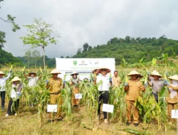 Dobrak Metode Lawas! GNTI Drone Revolusi Panen Jagung di Pesawaran