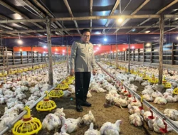 Harga Ayam dan Telur di Peternak Anjlok, Bapanas Lakukan Intervensi untuk Stabilisasi Harga