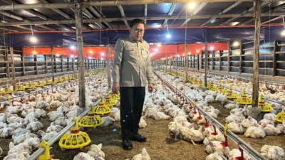Harga Ayam dan Telur di Peternak Anjlok, Bapanas Lakukan Intervensi untuk Stabilisasi Harga