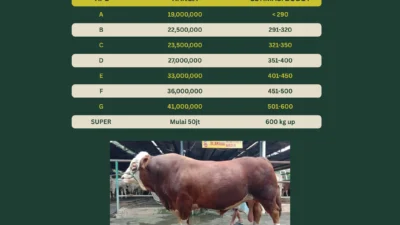 Harga Kambing & Sapi Kurban di Masjid Istiqlal Idul Adha 2026, Pilihan Tepat untuk Ibadah Kurban
