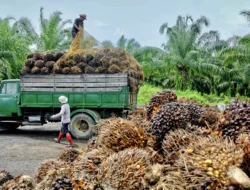 HR CPO Juni 2026 Turun, HPE Biji Kakao dan Getah Pinus Naik: Dampak pada Pasar Komoditas