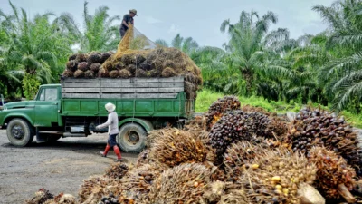 HR CPO Juni 2026 Turun, HPE Biji Kakao dan Getah Pinus Naik: Dampak pada Pasar Komoditas