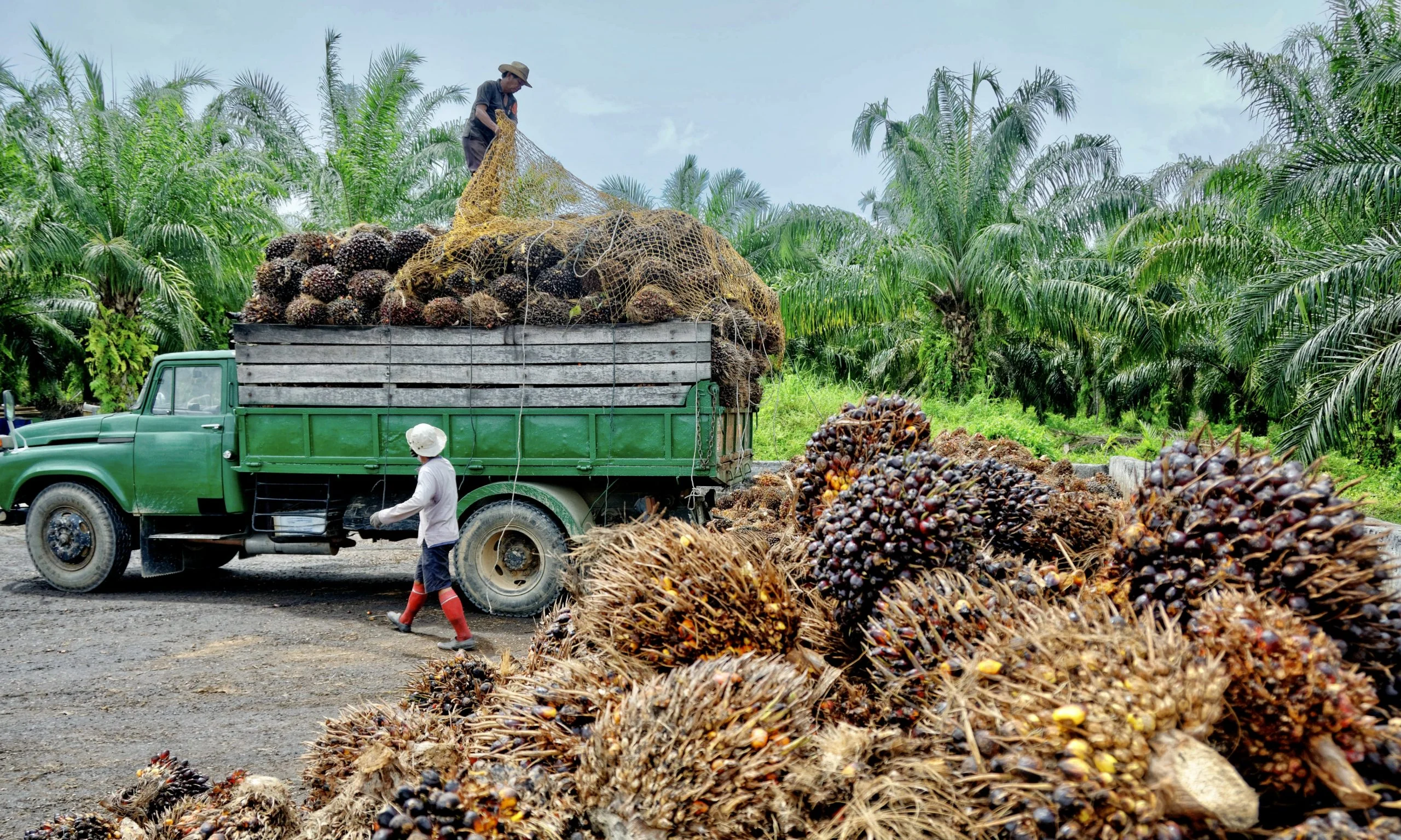 HR CPO Juni 2026 Turun, HPE Biji Kakao dan Getah Pinus Naik: Dampak pada Pasar Komoditas