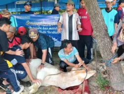 Khidmat dan Penuh Makna: Komunitas Malaysia di Jakarta Rayakan Iduladha dengan Penyembelihan 20 Hewan Kurban