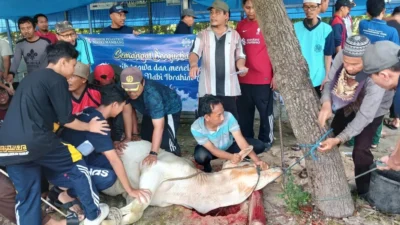 Khidmat dan Penuh Makna: Komunitas Malaysia di Jakarta Rayakan Iduladha dengan Penyembelihan 20 Hewan Kurban