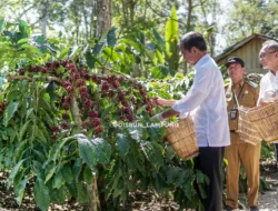 Kopi Lampung Barat Menjadi Emas Hijau: Dari Nomor Dua Nasional hingga Peluang Petani