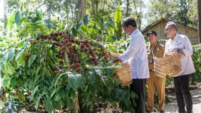 Kopi Lampung Barat Menjadi Emas Hijau: Dari Nomor Dua Nasional hingga Peluang Petani