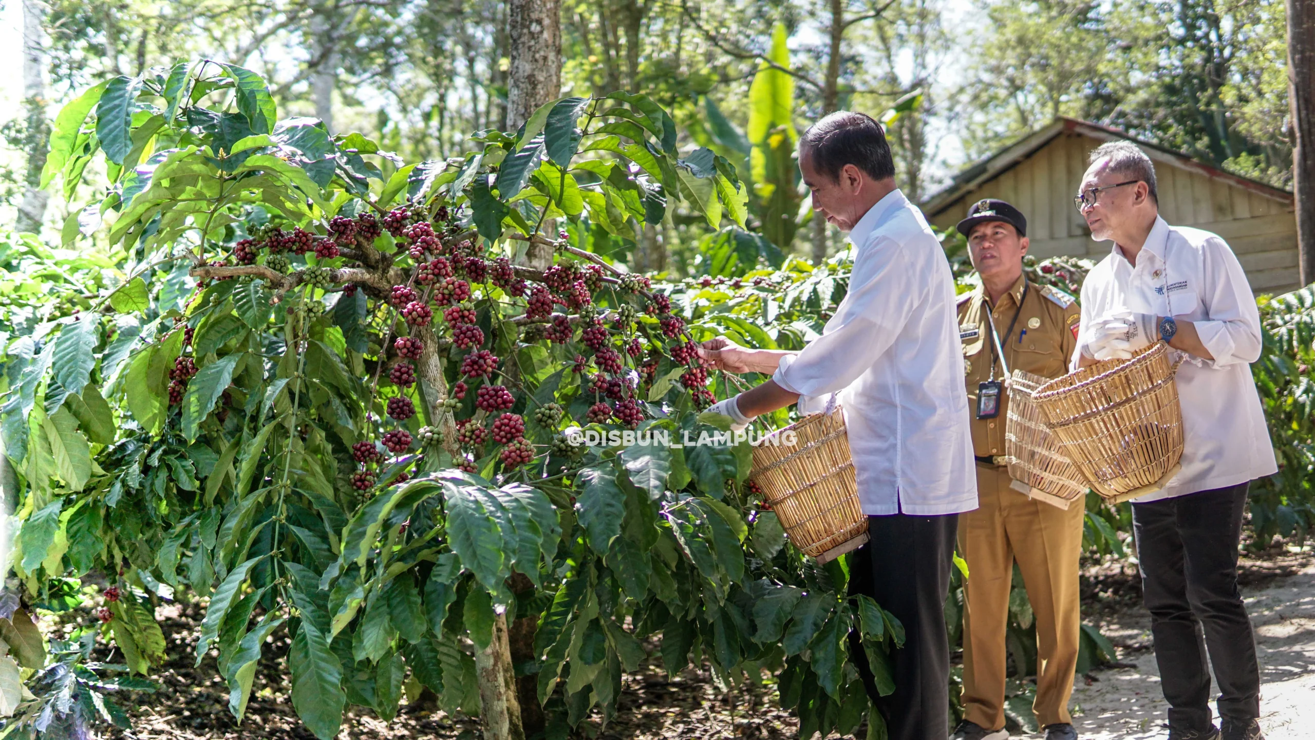 Kopi Lampung Barat Menjadi Emas Hijau: Dari Nomor Dua Nasional hingga Peluang Petani