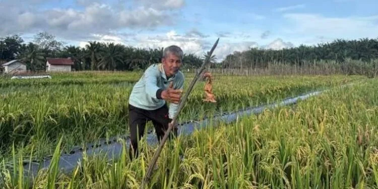 LDII Melawi Berhasil Panen Demplot Padi IPB 9G di Lahan Gambut