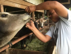 Nasir Djamil Salurkan 32 Hewan Kurban, Bantu Masyarakat Aceh II di Hari Idul Adha 1447 H