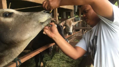 Nasir Djamil Salurkan 32 Hewan Kurban, Bantu Masyarakat Aceh II di Hari Idul Adha 1447 H