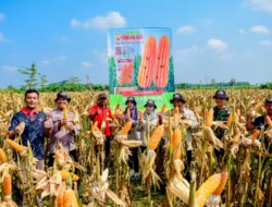 Panen Jagung Melimpah di Tegineneng: Harapan Petani Mengguncang Ekonomi Lokal