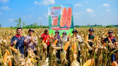 Panen Jagung Melimpah di Tegineneng: Harapan Petani Mengguncang Ekonomi Lokal