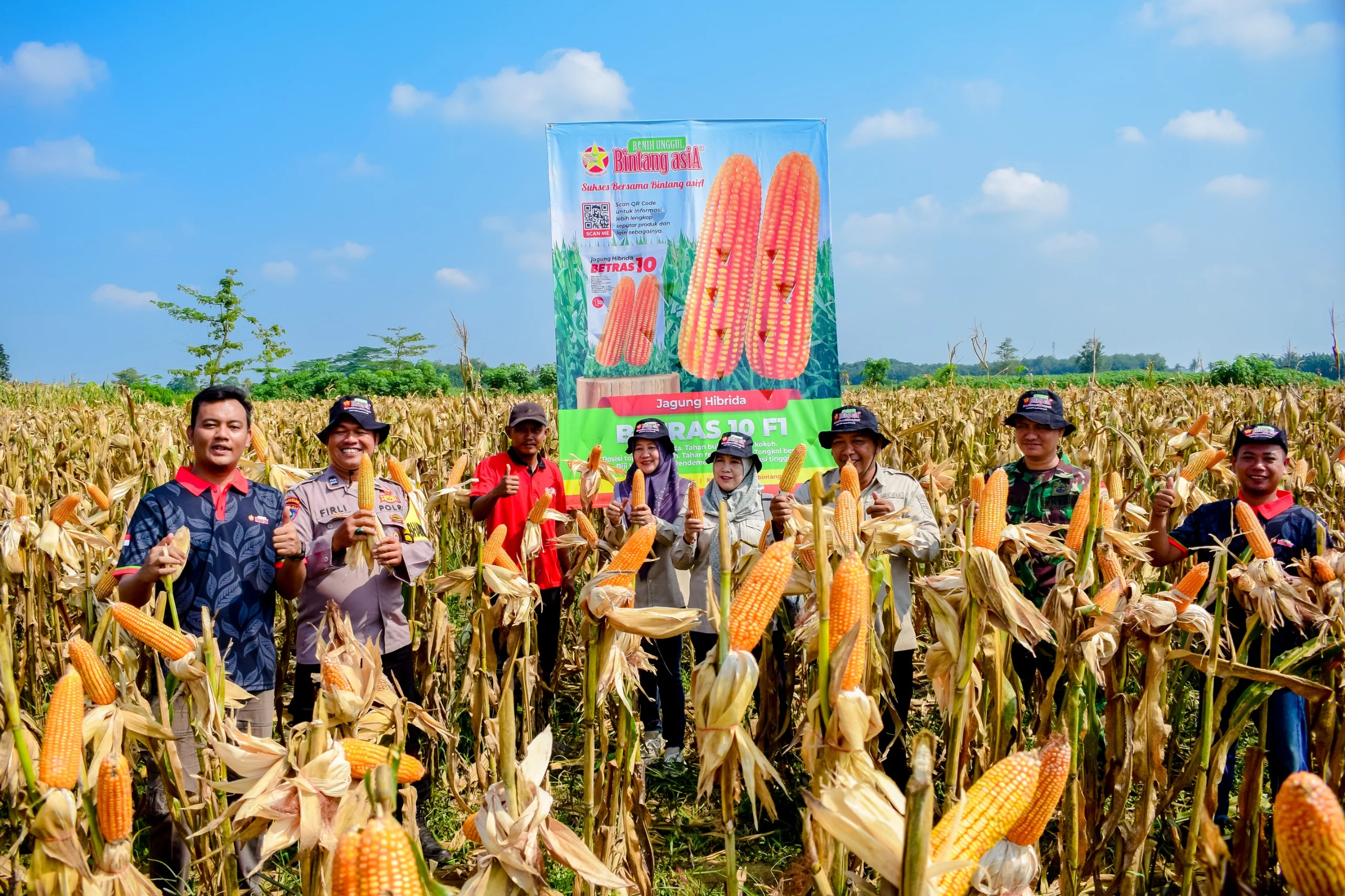 Panen Jagung Melimpah di Tegineneng: Harapan Petani Mengguncang Ekonomi Lokal