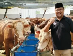 Pemprov DKI Pastikan Distribusikan Daging Hewan Kurban ke Masyarakat Aman dan Halal