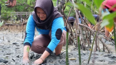 Perempuan Pesisir Maumere: Ketika Mangrove Hilang, Merekalah yang Pertama Menanggung Dampak