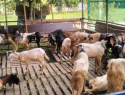 Perjualan Hewan Kurban Mulai Ramai, Kambing Paling Laku Menjelang Idul Adha 2026