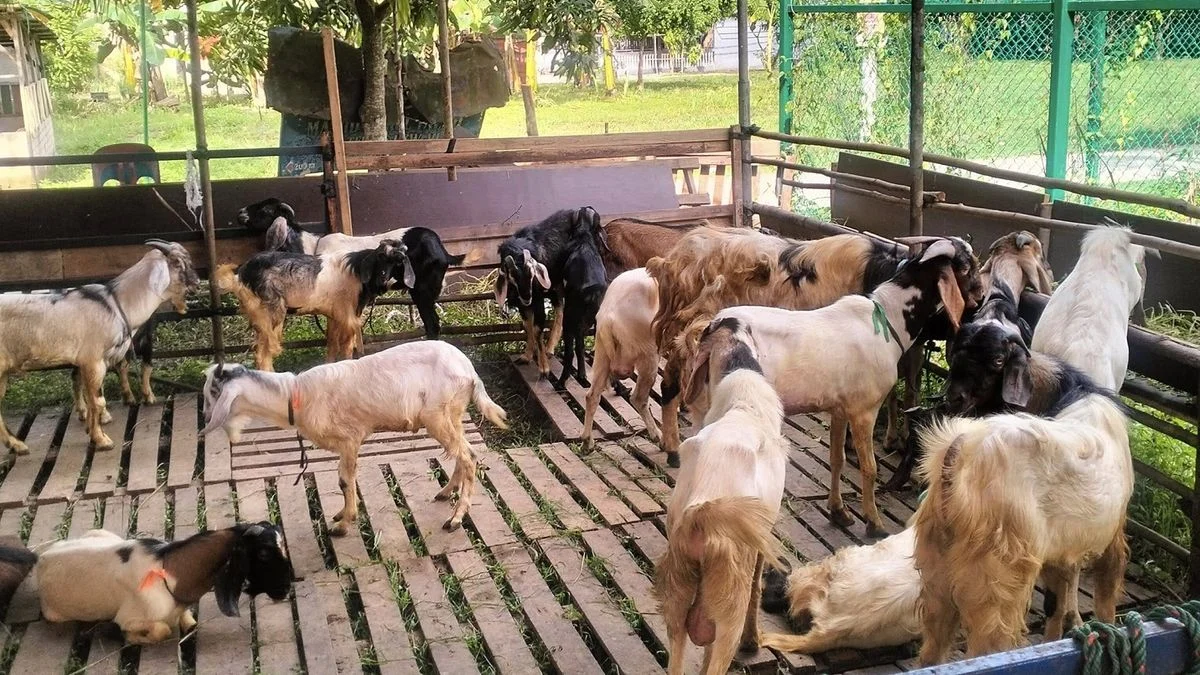 Perjualan Hewan Kurban Mulai Ramai, Kambing Paling Laku Menjelang Idul Adha 2026