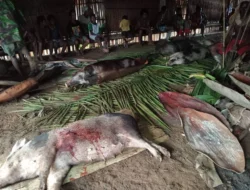 Pesta Babi di Labuan Bajo: Kolonialisme Baru, Perebutan Ruang, dan Tantangan Gereja