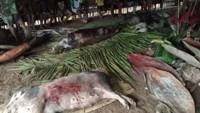 Pesta Babi di Labuan Bajo: Kolonialisme Baru, Perebutan Ruang, dan Tantangan Gereja