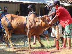PKB Blitar Gelar Aksi Kurban Besar, Ratusan Fakir Menerima Daging pada Hari Raya Iduladha