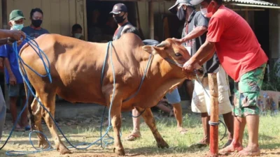 PKB Blitar Gelar Aksi Kurban Besar, Ratusan Fakir Menerima Daging pada Hari Raya Iduladha