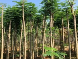 Pohon Pelindung