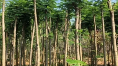 Pohon Pelindung