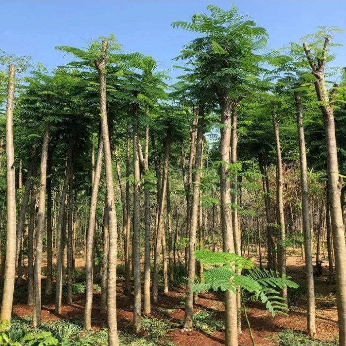Pohon Pelindung