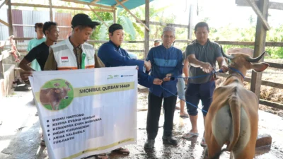 PT Medco E 038 P Salurkan 39 Hewan Kurban, Ratusan Warga Sekitar Perusahaan Terima Manfaat – Kebahagiaan di Aceh Timur