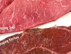 Rahasia di Balik Warna dan Aroma: Kenali Perbedaan Daging Sapi, Kerbau, Kambing, dan Domba Secara Praktis