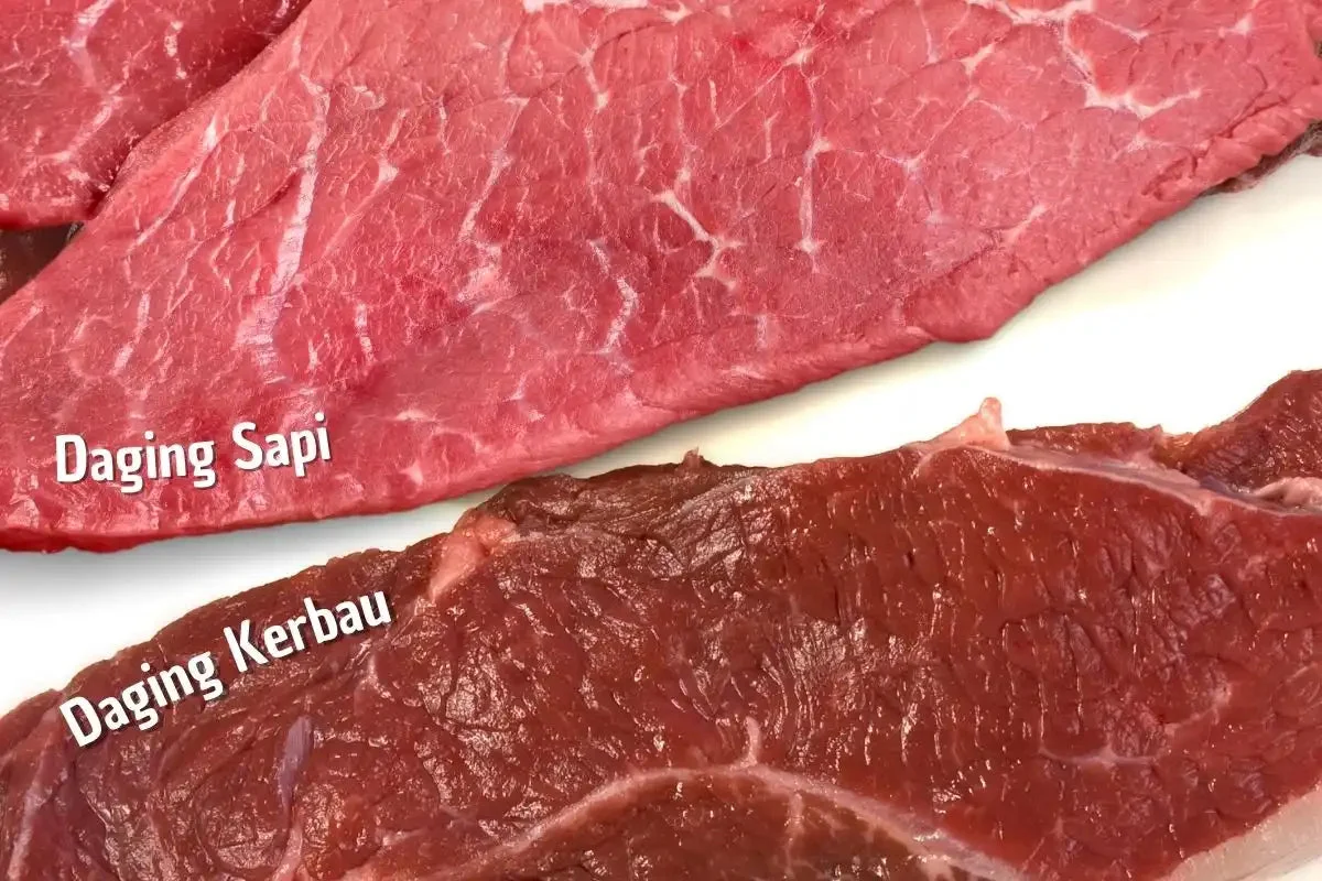 Rahasia di Balik Warna dan Aroma: Kenali Perbedaan Daging Sapi, Kerbau, Kambing, dan Domba Secara Praktis