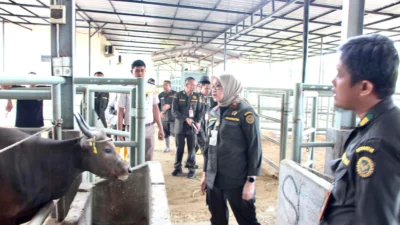 Satgas Karantina Pantau 24 Jam Lalu Lintas Hewan Kurban Jelang Idul Adha, Mencegah Penyelundupan dan Penyakit Hewan