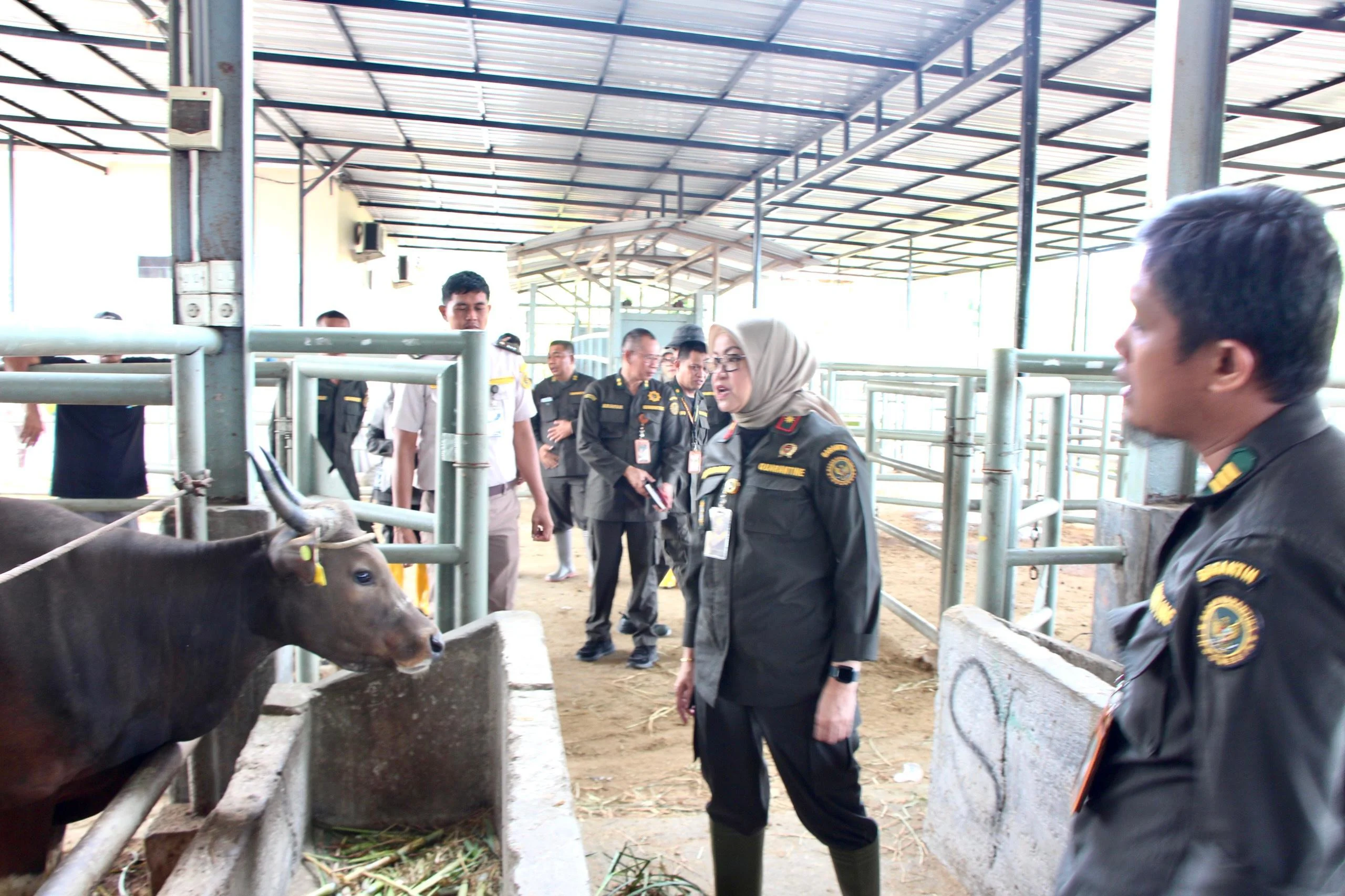 Satgas Karantina Pantau 24 Jam Lalu Lintas Hewan Kurban Jelang Idul Adha, Mencegah Penyelundupan dan Penyakit Hewan
