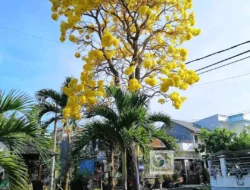 Tabebuya