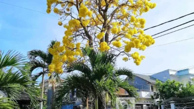 Tabebuya Mendominasi: Top 10 Pohon Pelindung Jakarta 2024 yang Membuat Kota Lebih Sejuk