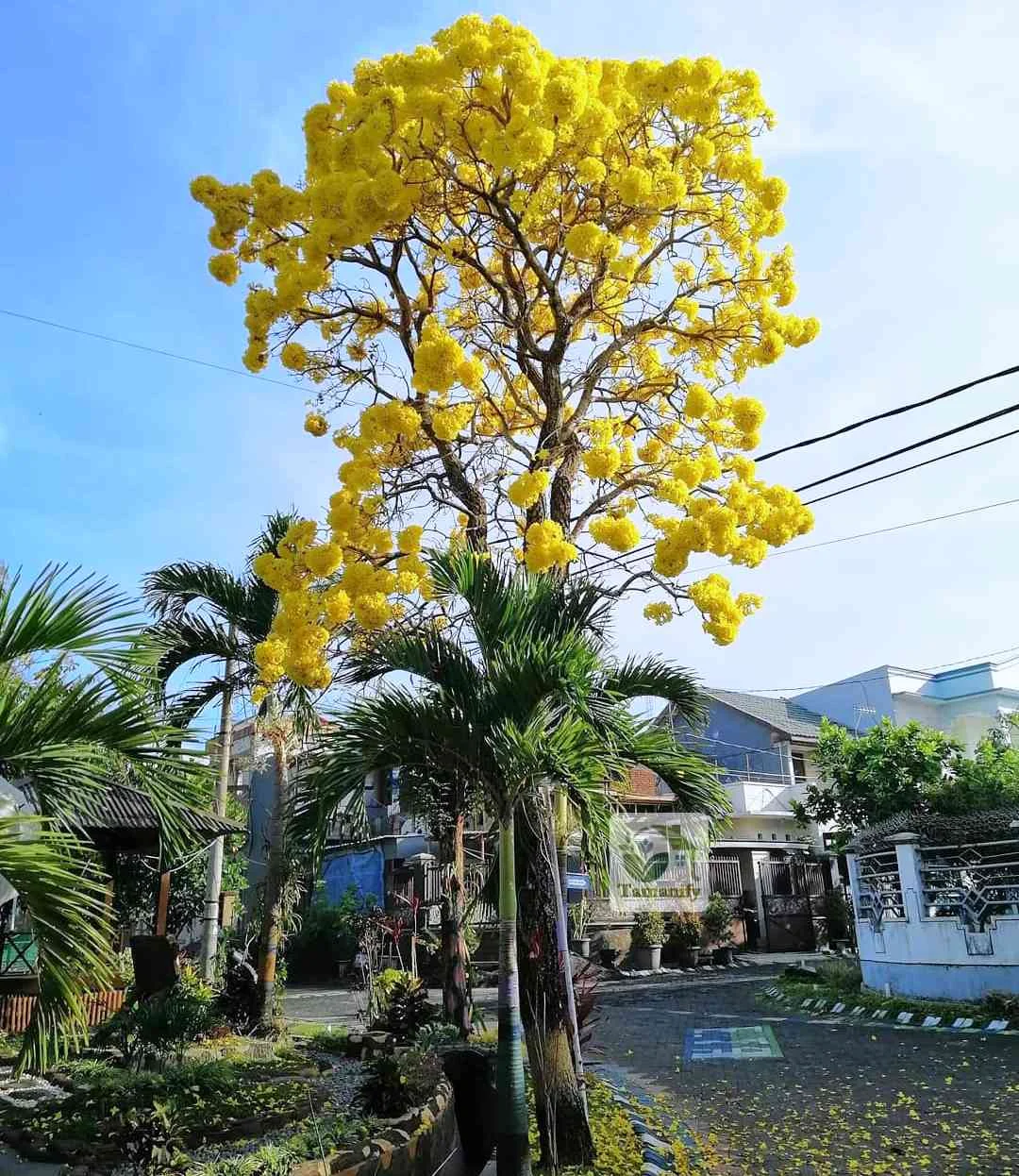 Tabebuya