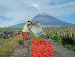 KUR BRI Tembus Rp84,36 Triliun, Perkuat Ketahanan Pangan dan Ekonomi Kerakyatan