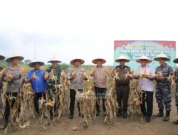 Panen Ikan & Jagung Besar di Palas: Winarti dan Rokhmin Dorong Swasembada Pangan