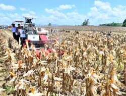 Panen Raya Jagung GNTI 2026: Winarti Dorong Modernisasi Pertanian dan Sarana Pascapanen di Lampung