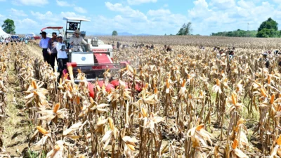 Panen Raya Jagung GNTI 2026: Winarti Dorong Modernisasi Pertanian dan Sarana Pascapanen di Lampung