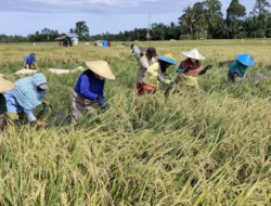 Sukma, Padi Lokal Malang Berpotensi Jadi Andalan Nasional: Kebangkitan Varietas Asli di Kancah Nasional