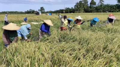 Sukma, Padi Lokal Malang Berpotensi Jadi Andalan Nasional: Kebangkitan Varietas Asli di Kancah Nasional