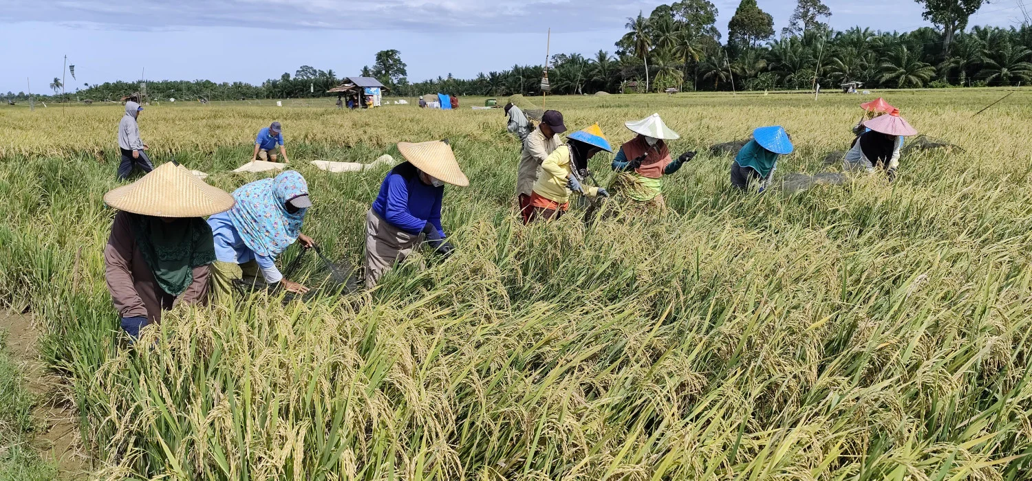 Sukma, Padi Lokal Malang Berpotensi Jadi Andalan Nasional: Kebangkitan Varietas Asli di Kancah Nasional